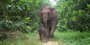 Andaman Wildlife Tour Packages | call 9899567825 Avail 50% Off